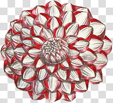 Thing s, red and white dahlia flower art transparent background PNG clipart
