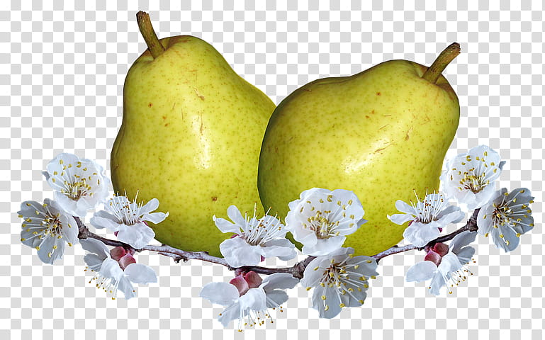Tree Of Life, Pear, Food, Fruit, European Pear, Asian Pear, Beslenme, Still Life transparent background PNG clipart