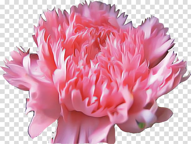 flower pink petal cut flowers plant, Common Peony, Carnation, Chinese Peony transparent background PNG clipart