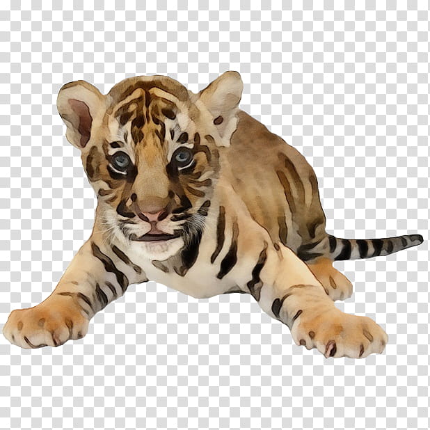 tiger bengal tiger wildlife siberian tiger, Watercolor, Paint, Wet Ink transparent background PNG clipart