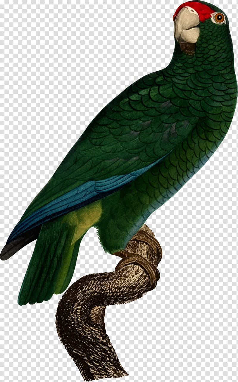 Bird Parrot, Parrots, Puerto Rican Amazon, Superb Parrot, Cuban Amazon, Blueheaded Parrot, Artist, Parakeet transparent background PNG clipart