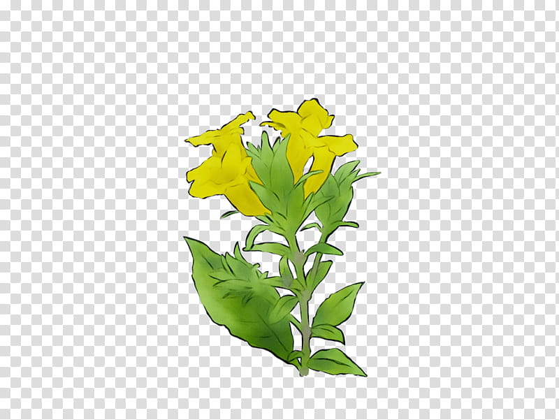 Family Tree, Leaf, Flower, Plant Stem, Plants, Yellow, Aquarium Decor, Common Evening Primrose transparent background PNG clipart