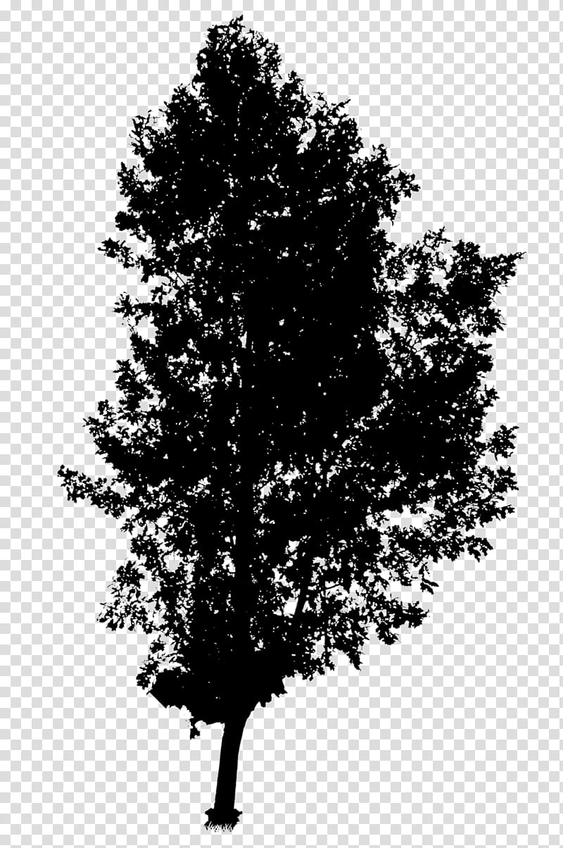 Pine Tree Silhouette, Black White M, Leaf, Woody Plant, Branch, Plane, Deciduous, Oak transparent background PNG clipart