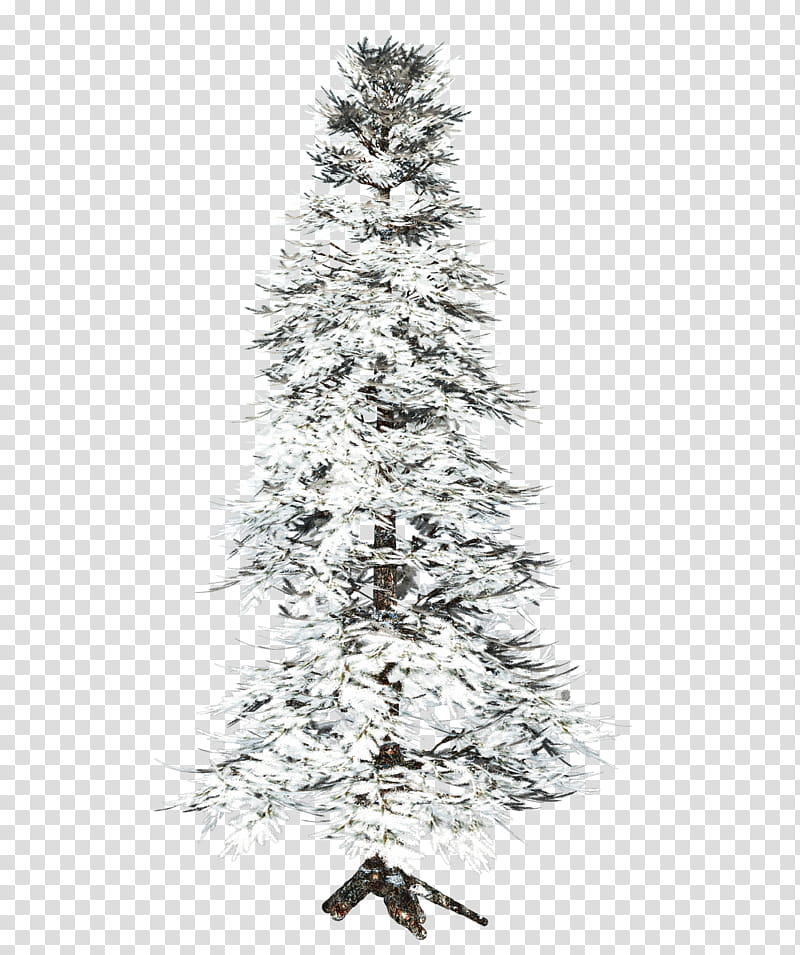 D Trees , snow-coated tree transparent background PNG clipart