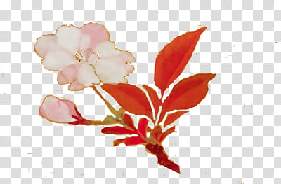 sakura s, pink petaled flower transparent background PNG clipart