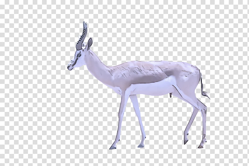antelope gazelle wildlife springbok deer, Cowgoat Family, Pronghorn, Impala, Musk Deer transparent background PNG clipart