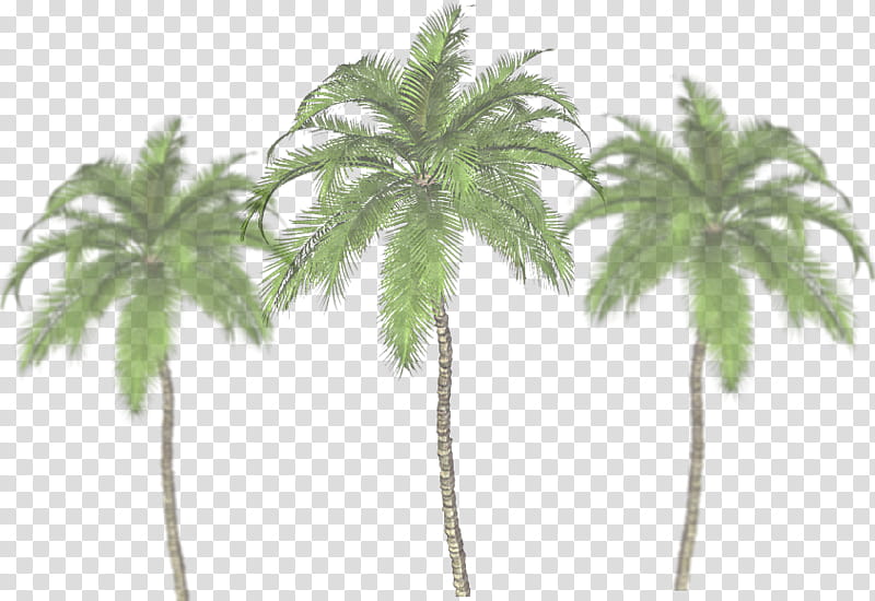 Date Tree Leaf, Palm Trees, Coconut, Plants, Woody Plant, Arecales, Flowerpot, Date Palm transparent background PNG clipart