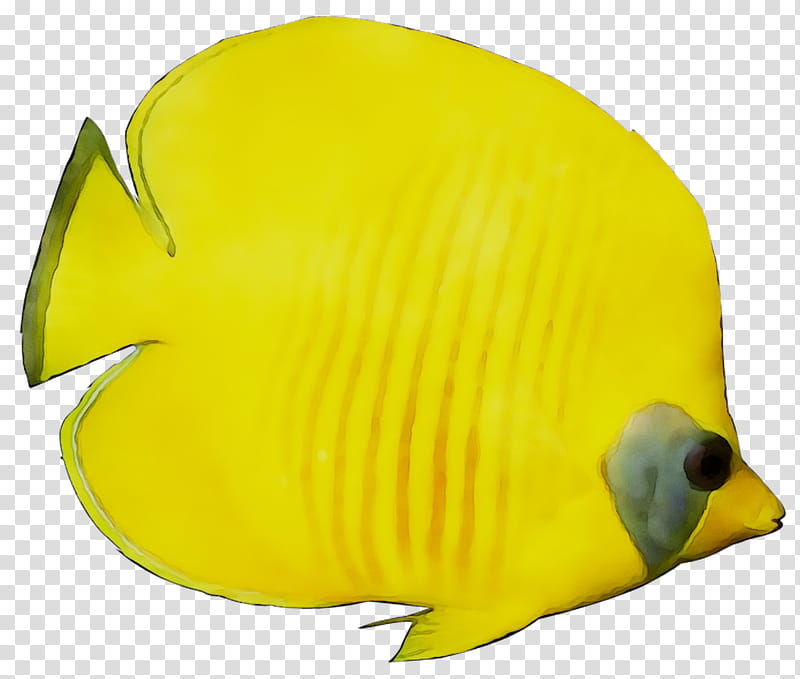 Fish, Yellow, Biology, Beak, Pomacanthidae, Butterflyfish, Holacanthus, Pomacentridae transparent background PNG clipart