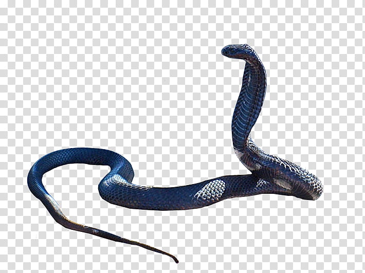 Cobra Snake, blue and gray cobra transparent background PNG clipart