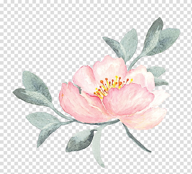 flower flowering plant pink petal plant, Watercolor, Paint, Wet Ink, Camellia Sasanqua, Chinese Peony, Watercolor Paint, Rosa Rubiginosa transparent background PNG clipart