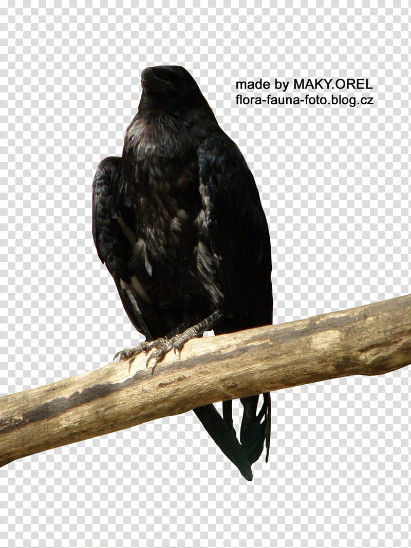 SET Black crow, crow with text overlay transparent background PNG clipart