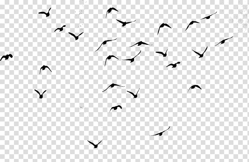 Cartoon Bird, Flock, Data, Flight, Bird Migration, Email, Measurement, Feather transparent background PNG clipart