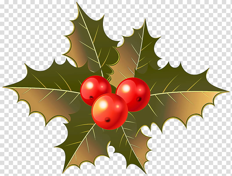 Holly, American Holly, Leaf, Plant, Tree, Hollyleaf Cherry, Woody Plant, Flower transparent background PNG clipart