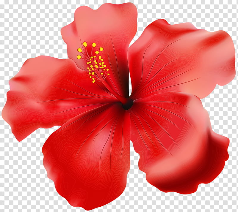 hibiscus flowering plant petal red flower, Watercolor, Paint, Wet Ink, Hawaiian Hibiscus, Chinese Hibiscus transparent background PNG clipart