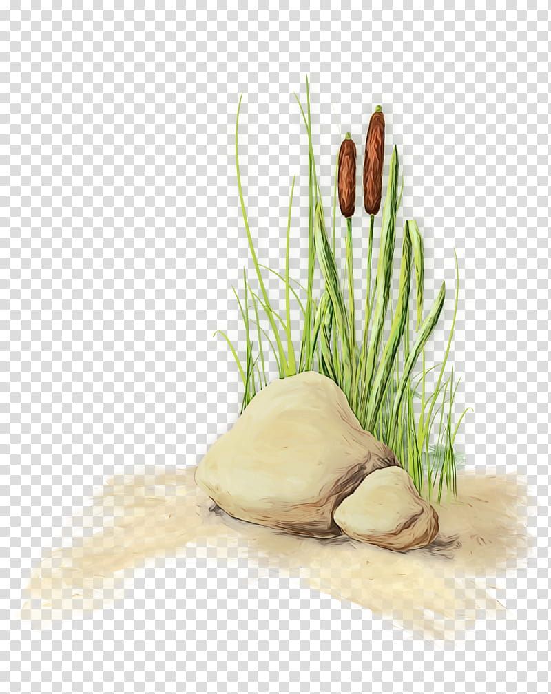 vegetable grass plant chives leek, Watercolor, Paint, Wet Ink, Garlic, Scallion, Food, Shallot transparent background PNG clipart