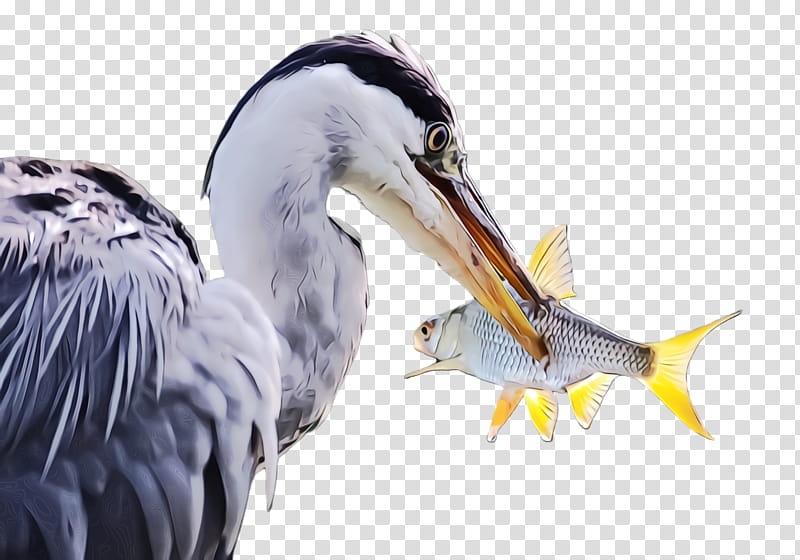 bird beak great blue heron heron pelecaniformes, Watercolor, Paint, Wet Ink, Great Heron, Stork, Ciconiiformes, Wildlife transparent background PNG clipart
