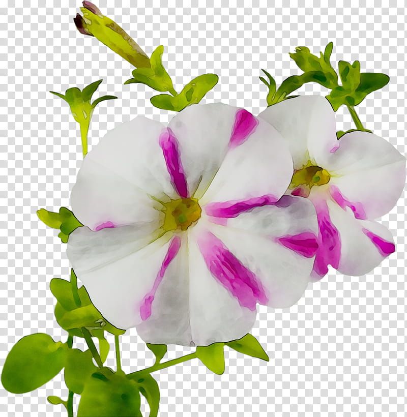 Pink Flower, Cranesbill, Annual Plant, Herbaceous Plant, Plants, Petal, Periwinkle, Impatiens transparent background PNG clipart