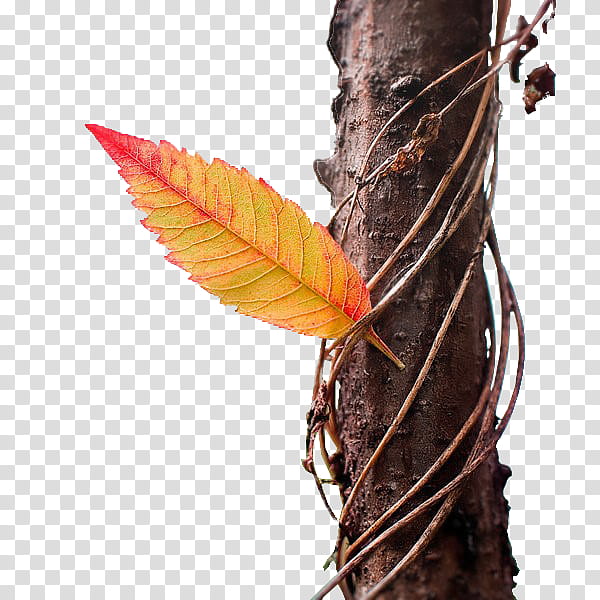 Autumn Tree Branch, Animation, Smiley, Daytime, 2018, Spring
, Leaf, Insect transparent background PNG clipart