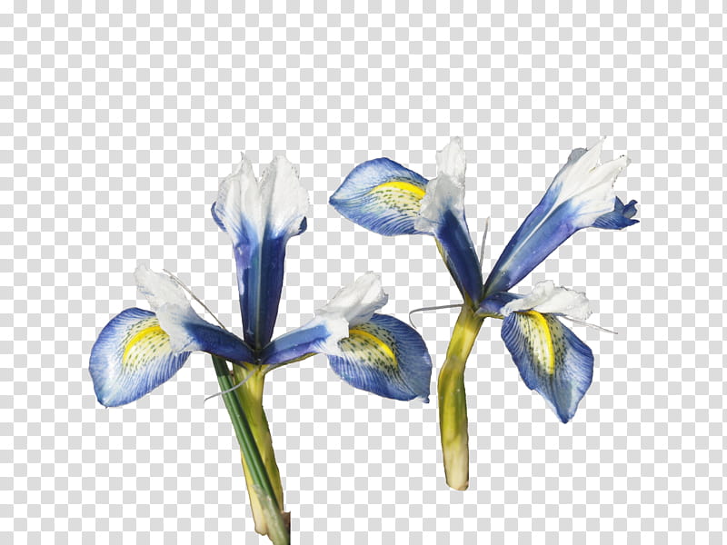 Blue Iris Flower, Orris Root, Irises, Cut Flowers, Petal, Plant Stem, Tulip, Plants transparent background PNG clipart