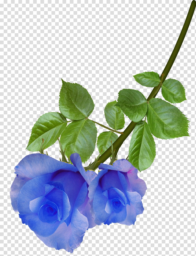 aA roses , blue-petaled flower transparent background PNG clipart
