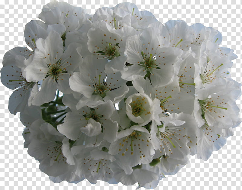 spring flowers , white-and-green petaled flowers transparent background PNG clipart