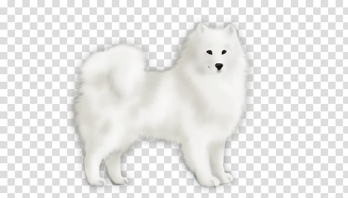 Cartoon Dog, Japanese Spitz, American Eskimo Dog, Pomeranian, German Spitz, Canadian Eskimo Dog, Finnish Spitz, Samoyed Dog transparent background PNG clipart