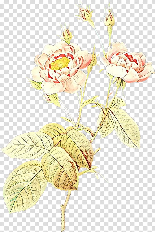 Rose, Cartoon, Flower, Flowering Plant, Cut Flowers, Prickly Rose, Pedicel, Rose Family transparent background PNG clipart