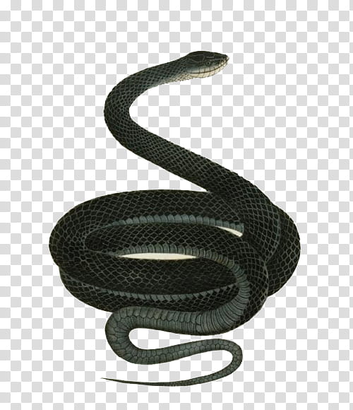 RESOURCES, black snake illustration transparent background PNG clipart