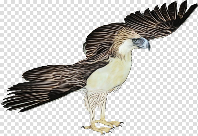 Eagle Bird, Watercolor, Paint, Wet Ink, Philippine Eagle, Philippines, Bald Eagle, Harpy Eagle transparent background PNG clipart