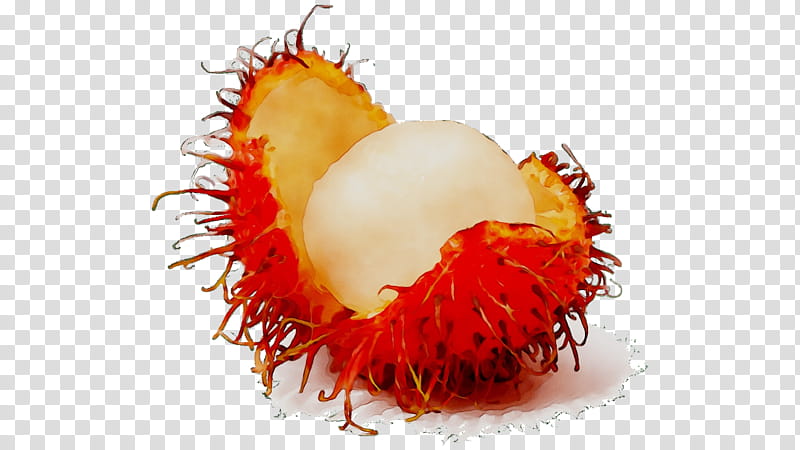 Drawing Of Family, Rambutan, Fruit, Nephelium Chryseum, Lychee, Soapberry Family, Pulasan, Plant transparent background PNG clipart