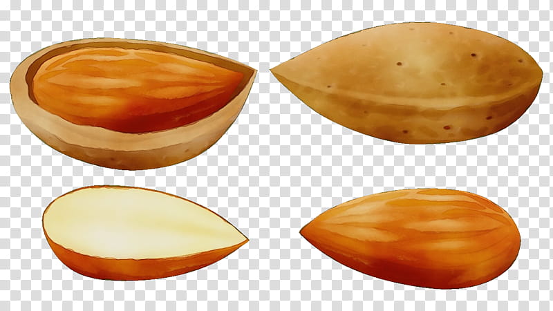 food bivalve caramel color clam, Watercolor, Paint, Wet Ink transparent background PNG clipart