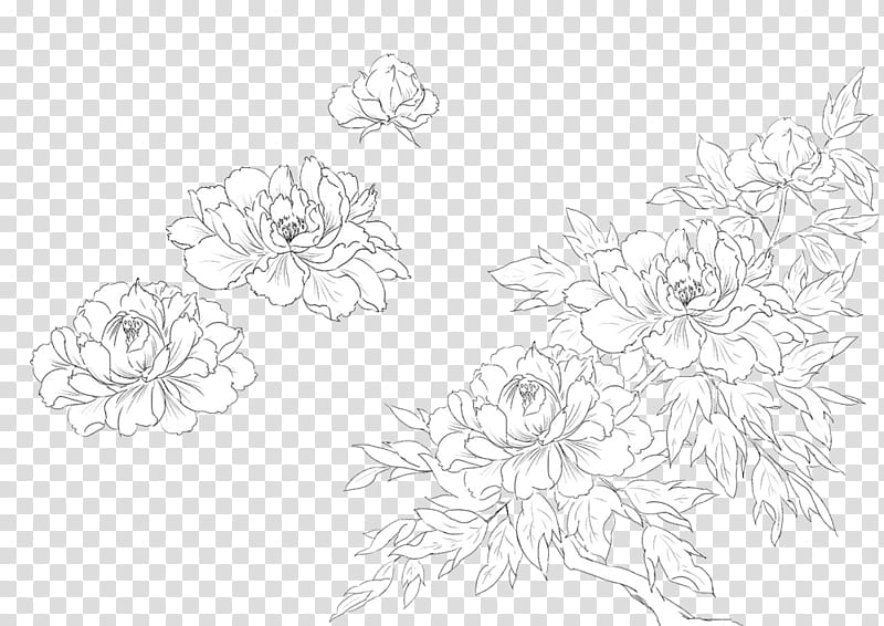 Black And White Flower, Drawing, Floral Design, Painting, Moutan Peony, Line Art, Plants, Petal transparent background PNG clipart