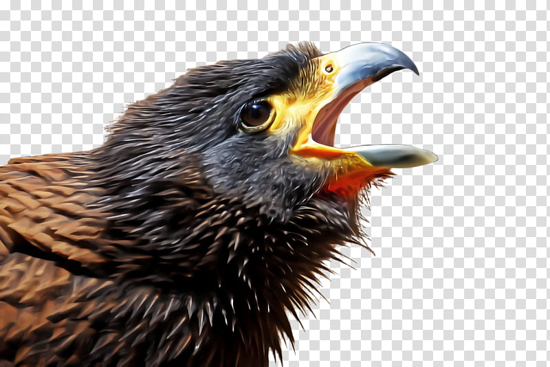 bird beak european starling cuckoo eagle, Falconiformes, Blackbird transparent background PNG clipart