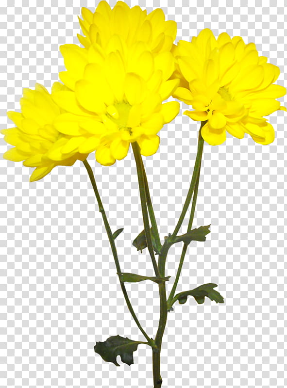 Flowers Celiuska, four yellow cluster-petal flowers transparent background PNG clipart