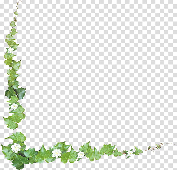 Flower Background Frame, Common Grape Vine, BORDERS AND FRAMES, Frames, Vine Leaf Frame, Ivy, Plant, Ivy Family transparent background PNG clipart