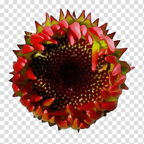 sunflower, Watercolor, Paint, Wet Ink, Red, Plant, Pollen, Petal transparent background PNG clipart