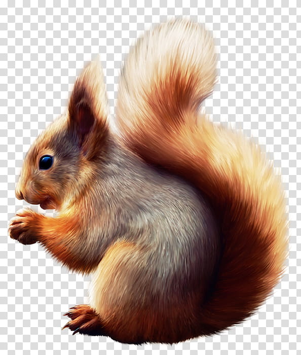 Squirrel, American Red Squirrel, Fox Squirrel, Fur, Whiskers, Snout, Tree Squirrels, Wildlife transparent background PNG clipart