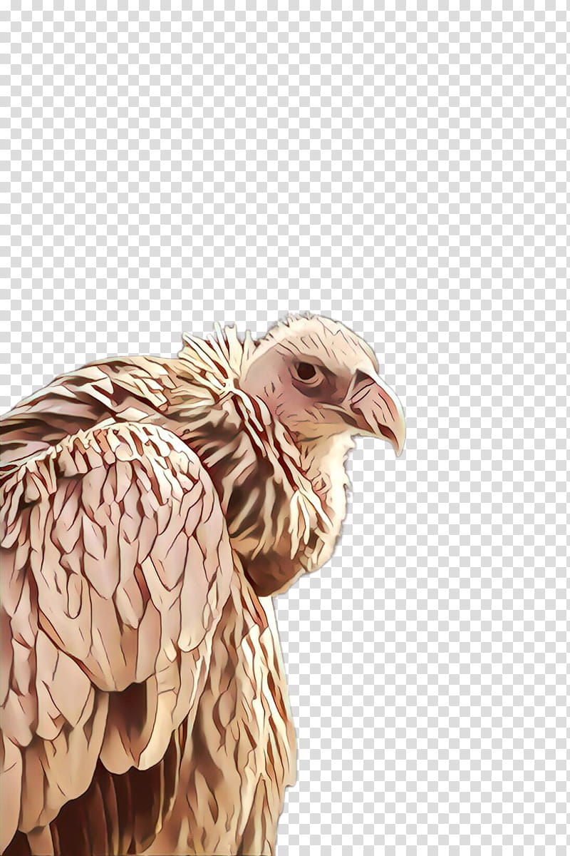 Feather, Bird, Beak, Bird Of Prey, Vulture, Falconiformes, Eagle transparent background PNG clipart