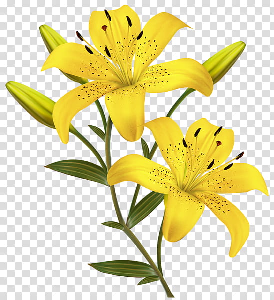 , yellow lily flowers in bloom transparent background PNG clipart