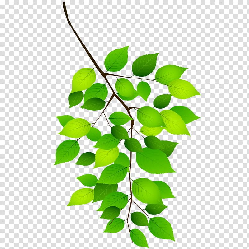 Green Leaf, Twig, Zhongshan District Liupanshui, Plant Stem, Plants, Flower, Tree, Branch transparent background PNG clipart