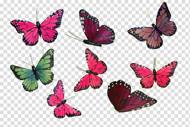 Butterfly Collection  copy , eight assorted-colored moth butterflies transparent background PNG clipart
