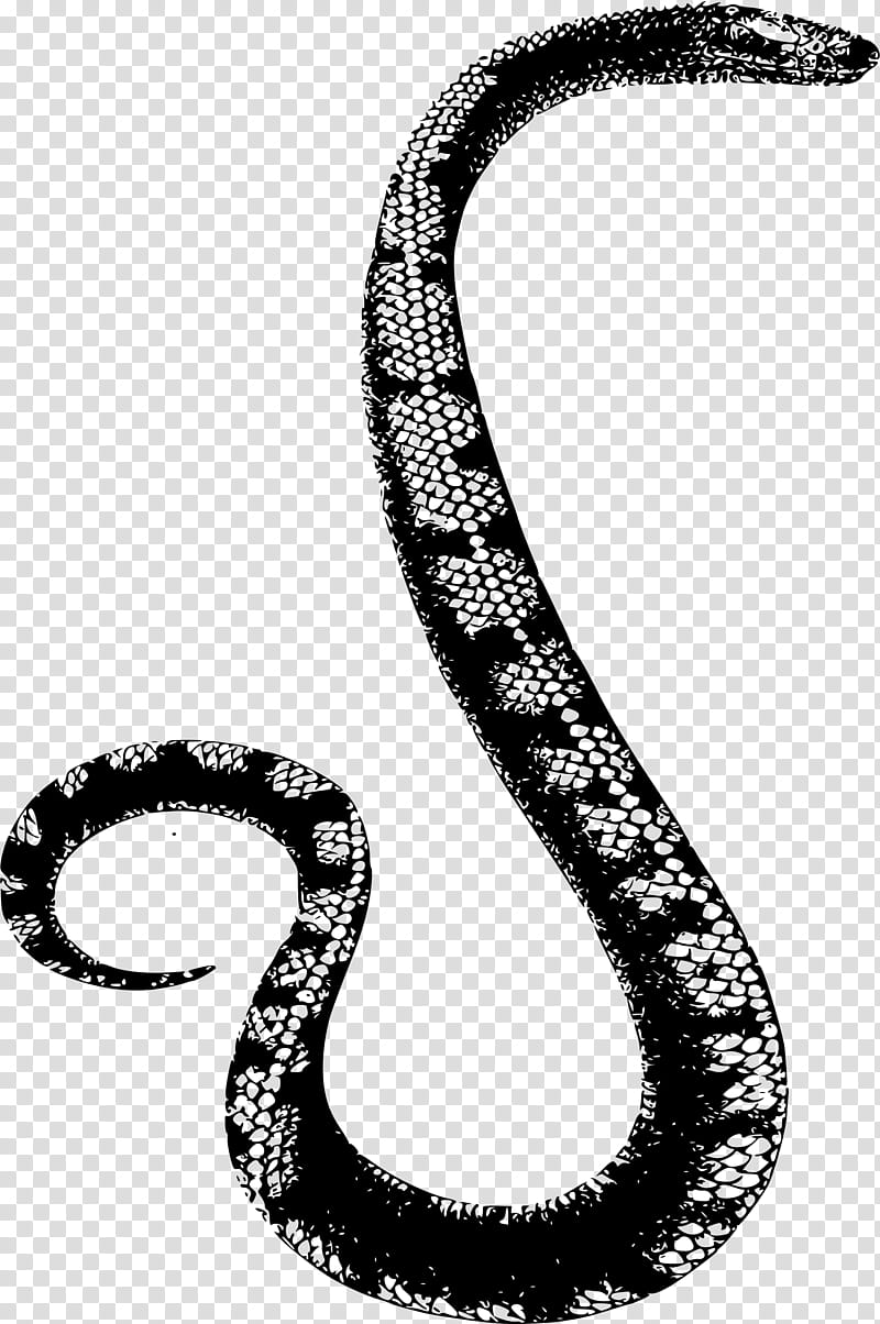 Snake, Snakes, Reptile, Vipers, Boa Constrictor, Black Rat Snake, Kingsnakes, Rattlesnake transparent background PNG clipart