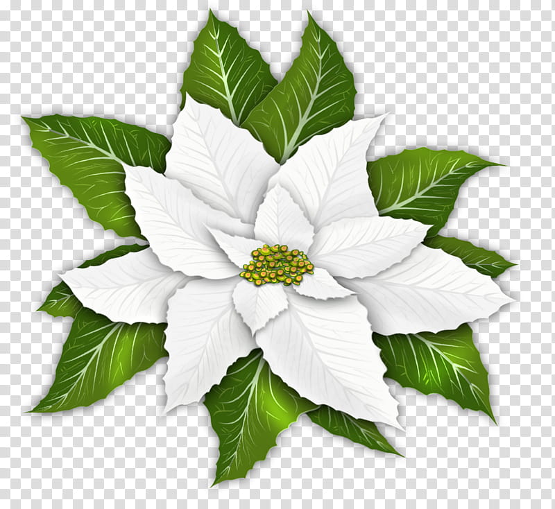 White Poinsettia Clip Art