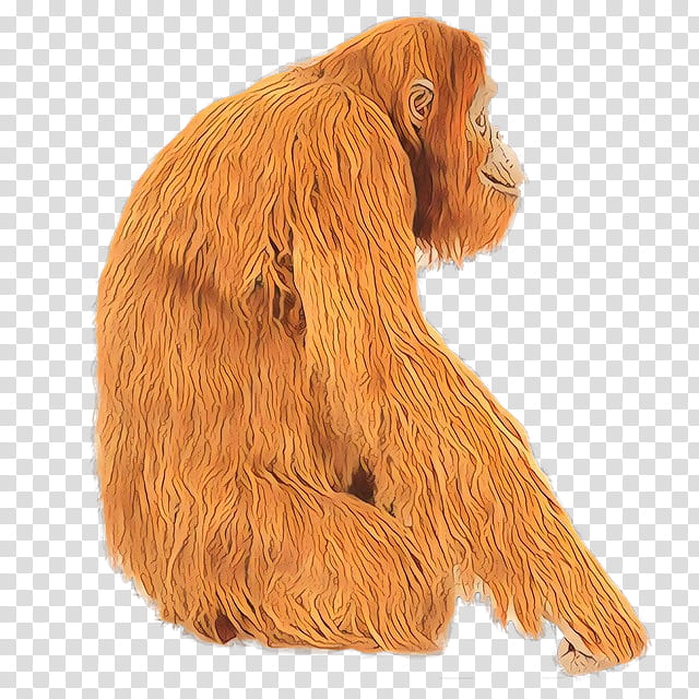 Orange, Orangutan, Great Apes, Fur, Snout, Orange Sa, Dog, Cocker Spaniel transparent background PNG clipart