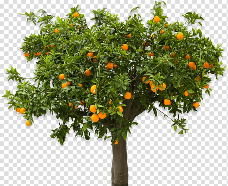 Apple Tree, Orange, Fruit Tree, Clausena Lansium, Kumquat, Citrus, Plant, Mandarin Orange transparent background PNG clipart
