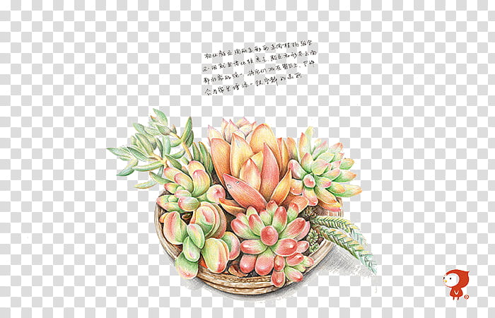 Watercolor Flower, Colored Pencil, Succulent Plant, Drawing, Watercolor Painting, Food, Petal, Flowerpot, Floral Design, Fruit transparent background PNG clipart
