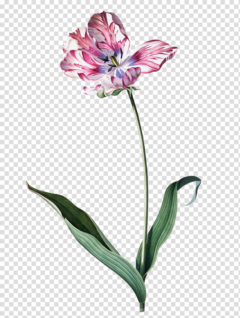 Watercolor Pink Flowers, Drawing, Watercolor Painting, Artist, Canvas, Georg Dionysius Ehret, Plant, Cut Flowers transparent background PNG clipart