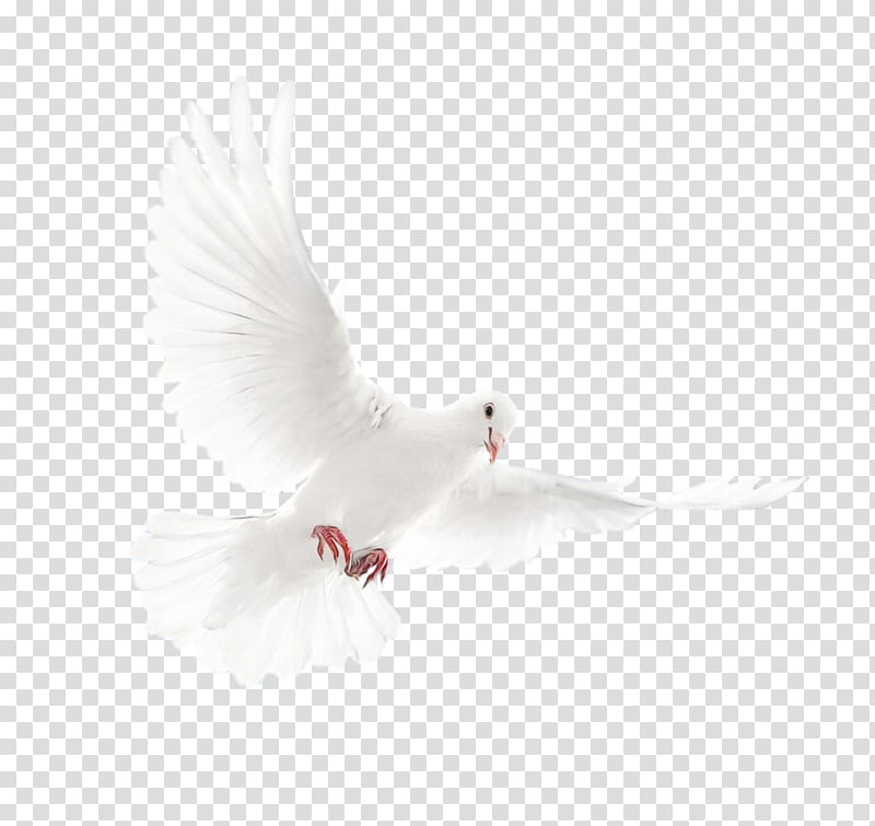 Bird, Beak, Feather, White, Pigeons And Doves, Wing, Tail transparent background PNG clipart