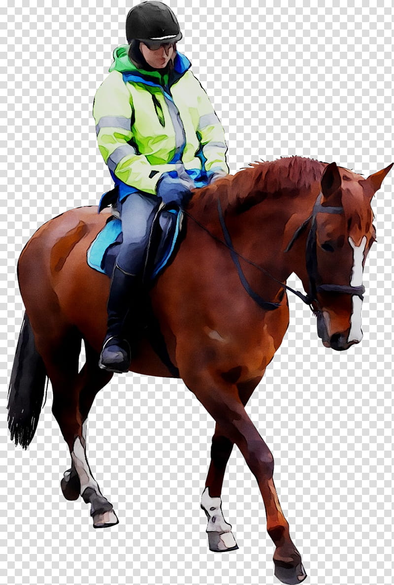 Modern, Hunt Seat, Horse, Rein, Stallion, Equestrian, Saddle, Bridle transparent background PNG clipart