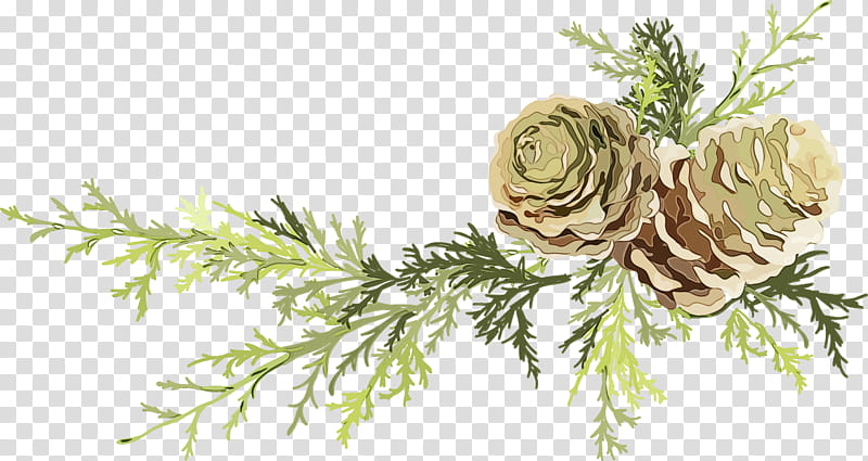 oregon pine branch white pine tree plant, Watercolor, Paint, Wet Ink, Jack Pine, American Larch, Red Juniper, Fir transparent background PNG clipart